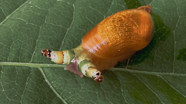 ColonizedSnail-Small.gif